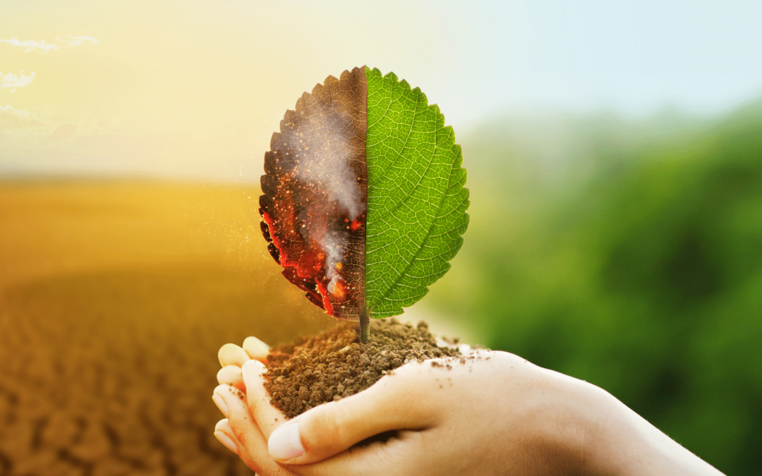 I ritardanti di fiamma sono tossici per l’ambiente?
